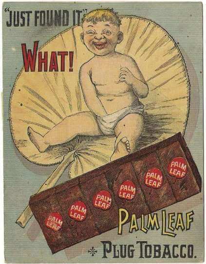 Palm Leaf